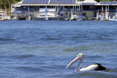 Pelican outside Clubhouse1