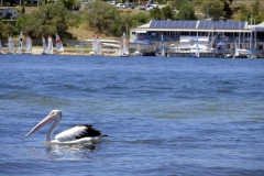 Pelican outside Clubhouse2