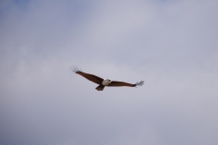 P1640852 crop