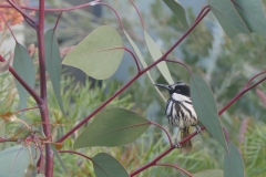 P1430762 crop