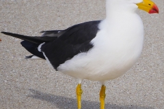 P1560410 crop small