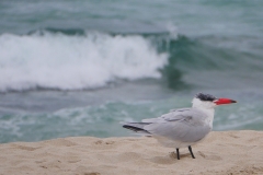 P1420752 crop