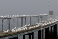 _1500959 crop 1366