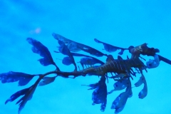 P1760708 crop