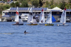 Dolphin outside Clubhouse