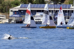 Dolphins outside club house