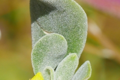 P1820681 crop small