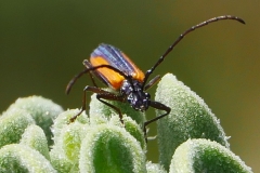 P1820703 crop