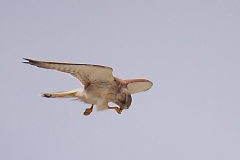 P1820991 crop sharpen