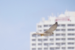 P1830122 crop small