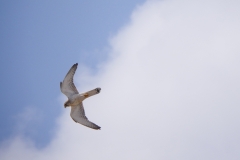 P1830222 crop small