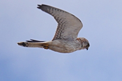 P1830228 crop sharpen