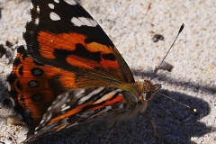 P1860630 crop scale