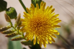 P1860664 crop scale