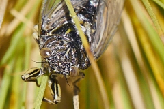 P1860870 crop sharpen