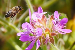 P1870017 crop scale sharpen