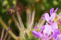P1870043 crop scale