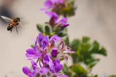 P1870352 crop scale