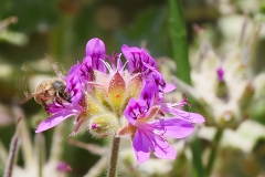 P1870370 crop scale