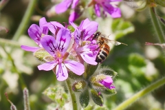 P1870376 crop scale