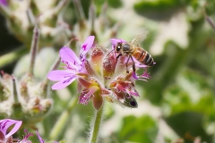 P1870382 crop scale