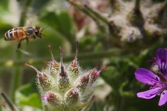 P1870384 crop scale