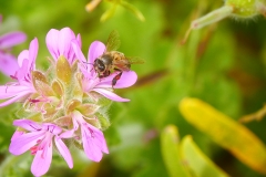 P1860091 crop scale