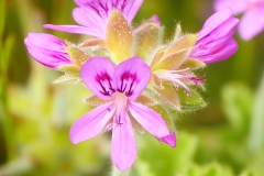 P1860129 crop scale
