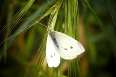 P1860187 crop scale