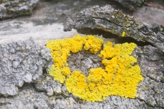 P1860221 crop scale