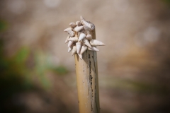 P1860289 crop scale