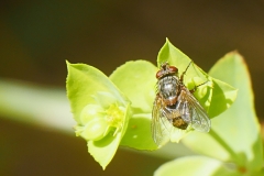 P1860317 crop scale
