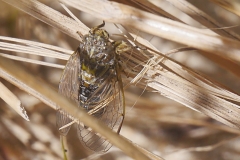 P1860353 crop scale