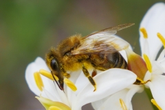 P1810348 crop