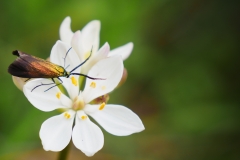 P1810514 crop