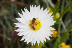 P1810540 crop