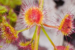 crop P1810962