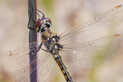 crop P1820267