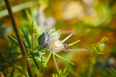 crop scale P1810736