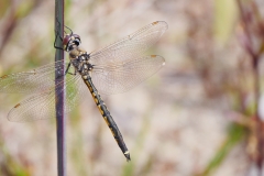 crop scale P1820265