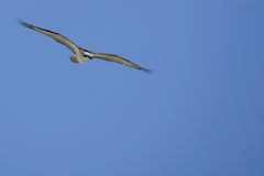 _1400497 crop 1440