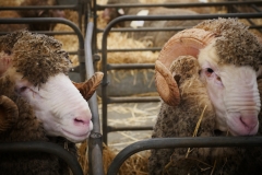 P1800292 crop