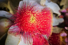 P1790625 crop