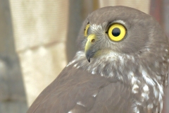 Repost Caversham Owl P1030827 small
