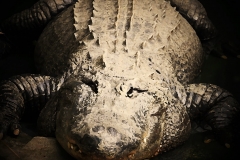 aligator