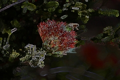 bee flower small