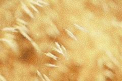 grass seed