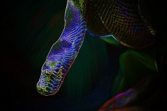 snake