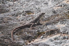 P1740785 crop small