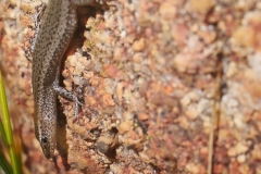 P1750016 crop small